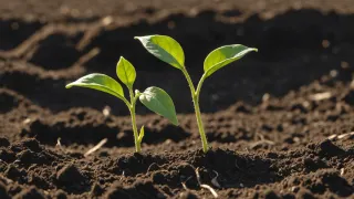 Deux jeunes plantules aux premières feuilles vertes sortant d'une terre sombre et grumeleuse, éclairées par un soleil rasant
