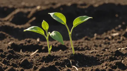 Deux jeunes plantules aux premières feuilles vertes sortant d'une terre sombre et grumeleuse, éclairées par un soleil rasant