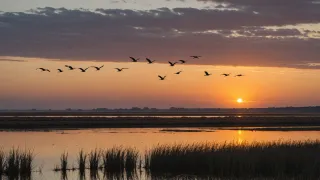 Vol d'oiseaux migrateurs en silhouette au-dessus d'un marais littoral et de ses roseaux, au soleil couchant