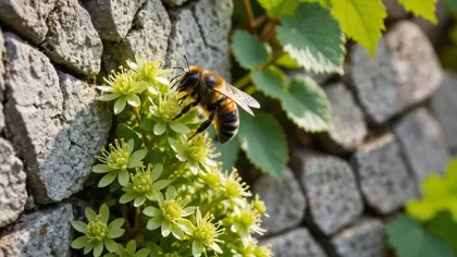 Abeille butinant de petites fleurs jaune pâle qui poussent entre les pierres d'un vieux mur, feuillage vert au soleil en arrière-plan