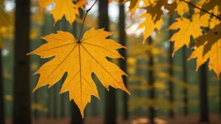 Feuilles d'érable jaune d'or en contre-jour, nervures visibles, devant les troncs sombres d'une forêt d'automne