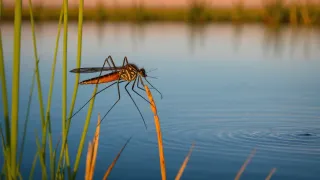 Moustique aux longues pattes posé sur une tige d'herbe sèche au-dessus d'un étang, rides à la surface de l'eau, lumière chaude du crépuscule