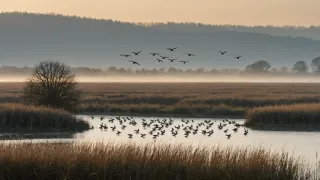 Vol d'oiseaux au-dessus d'une zone humide brumeuse à l'aube, roselières dorées et troupe posée sur un plan d'eau